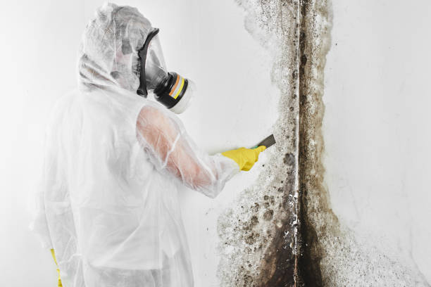 Best Black Mold Removal  in Apex, NC