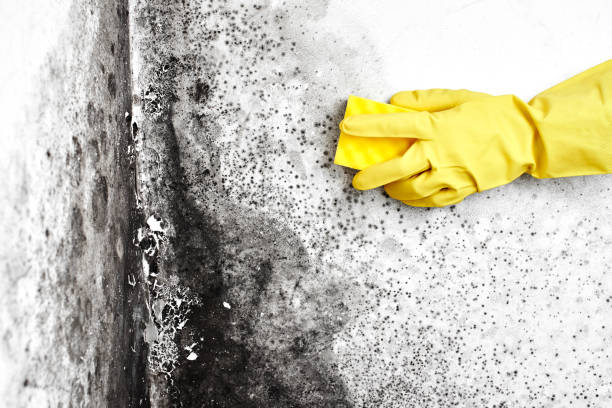 Best Professional Mold Removal  in Apex, NC