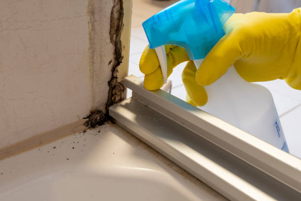 Best Mold Remediation Services  in Apex, NC