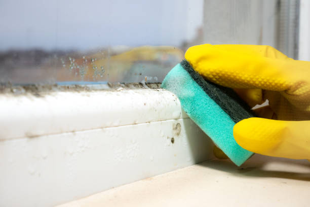 Best Fast Mold Removal  in Apex, NC