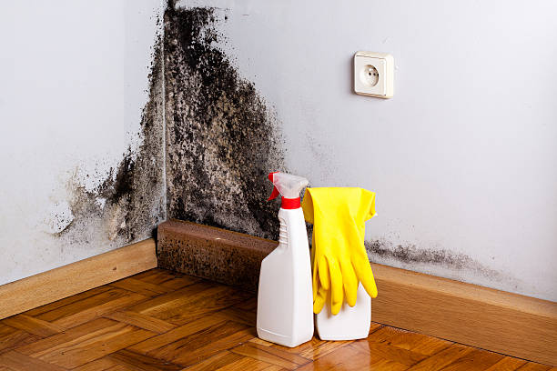 Best Office Mold Removal Services  in Apex, NC